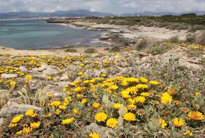 Yellow wildflowers, beach, Mallorca, Palmas, postcard