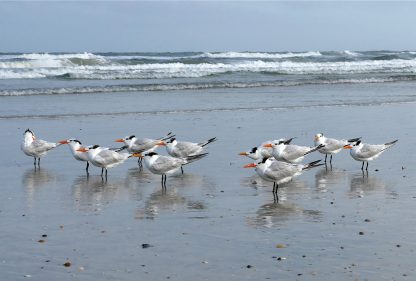 Royal Terns, Anastasia Island, beach, Florida, postcard