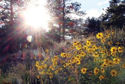 Sun reaches yellow wildflowers, Red Feather Lakes, Colorado, postcard