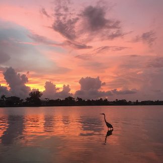 Heron and sunset sky reflected in skinny water, Belleair, Florida