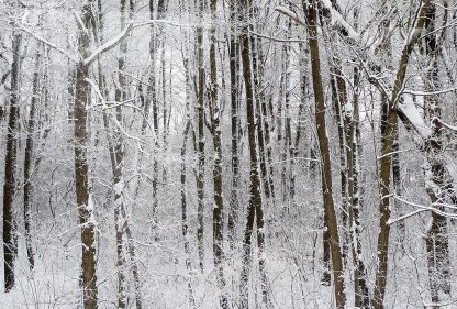 Snowy winter forest, Czech Republic, postcard