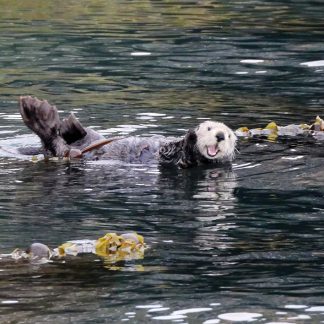 Waving sea otter in Kachemak Bay Alaska postcard