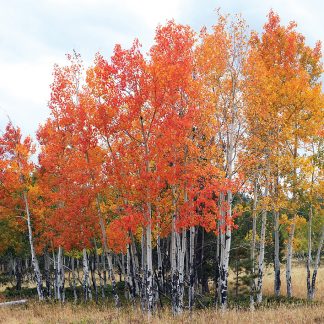 All the colors aspen trees fall foliage, postcard