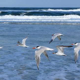 Royal Terns in flight, Anastasia Island, Florida, postcard
