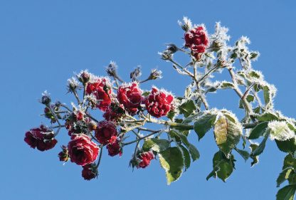 Hoarfrost covered red roses, blue sky, postcard