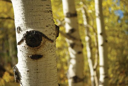 Aspen tree eye, fall foliage, Colorado, postcard