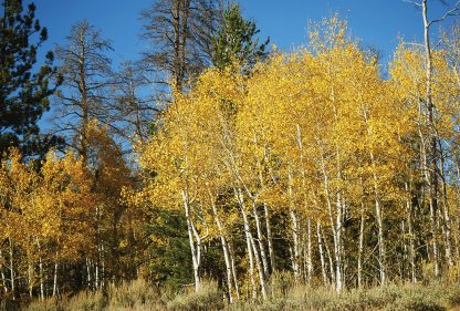Yellow aspen trees, autumn leaves, fall foliage, blue sky, postcard, Colorado