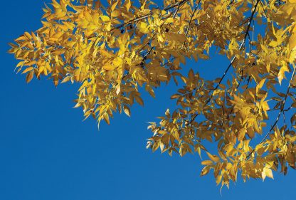 Yellow autumn leaves, fall foliage, blue sky, postcard