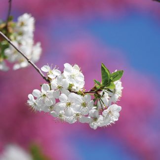 white and pink spring blossoms postcard