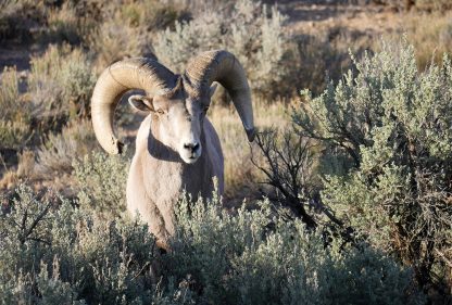 Big Horn Sheep, Rio Grande, New Mexico, postcard