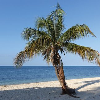 Palm tree, Playa Ancon, Cuba, beach, postcard