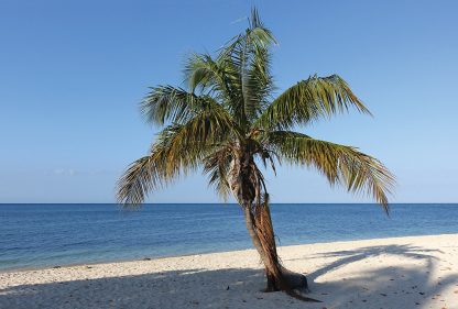 Palm tree, Playa Ancon, Cuba, beach, postcard