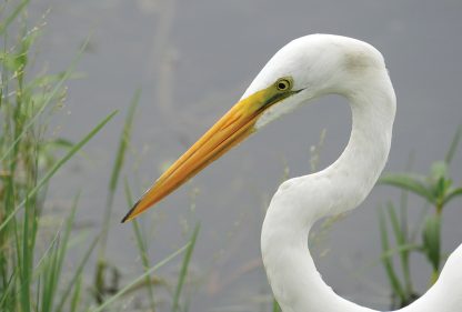 Great White Egret, face, bend neck, postcard, Florida