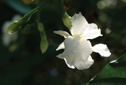 white bloom in the dark, lit by sun, nature postcard