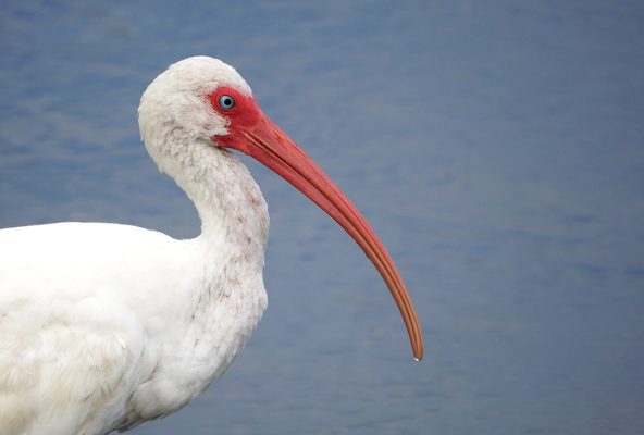 ibis, bird, Florida, postcard