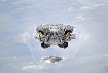 alligator, Largo, Florida, postcard