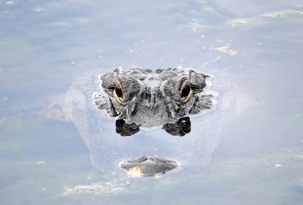 alligator, Largo, Florida, postcard