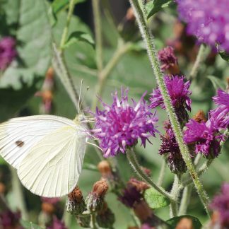 Cabbage white butterfly on purple wildflower, postcard, oic098