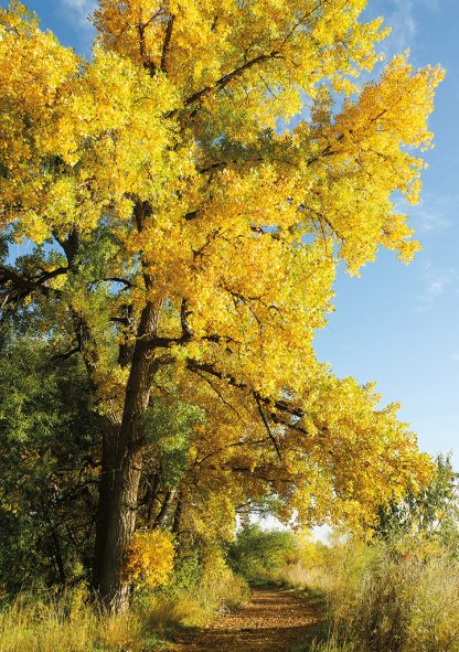 Hiking trail, fall foliage, Colorado - pic131 - Greeting Card