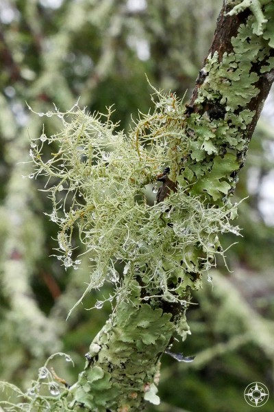 Light green lichen grows on tree in North Carolina, Blue Ridge Mountains, rain drops