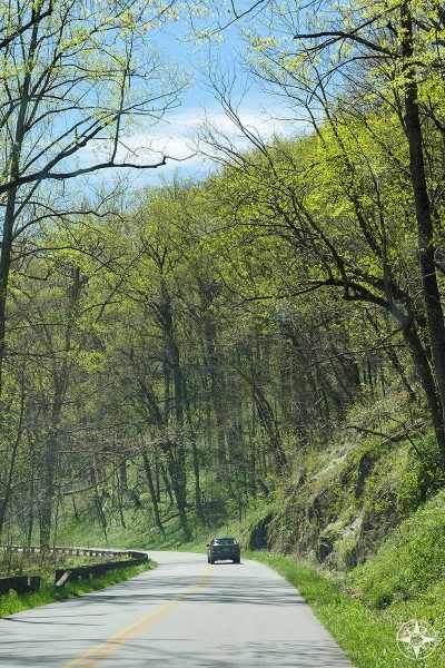 Car on mountain road, tall trees, Blue Ridge Mountains