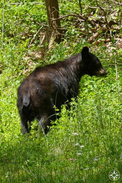 Black bear walks along Blue Ridge Parkway, near Asheville