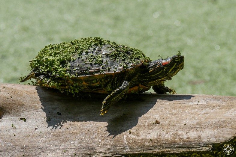 Painter turtle covered in duckweed walking on log, Prospect Park, Brooklyn, NYC