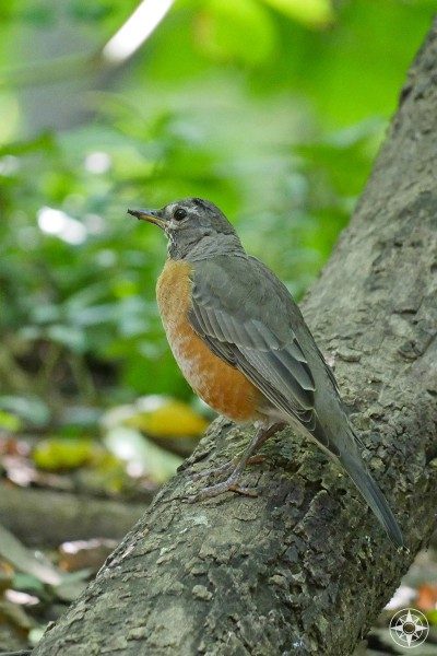 American Red Robin, Prospect Park, Brooklyn