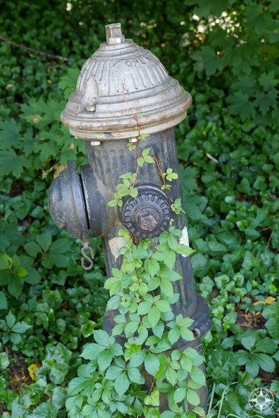 NYC Hydrant covered in green plant, Brooklyn