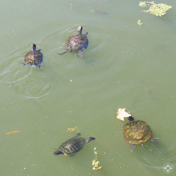 More wild turtles swimming in Prospect Park Lake, Brooklyn