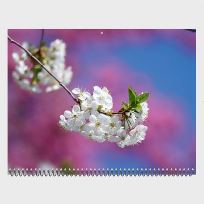 apple tree blossom, white spring blossom, pink blossoms, blue sky, nature photography calendar, 2020, Happier Place, March