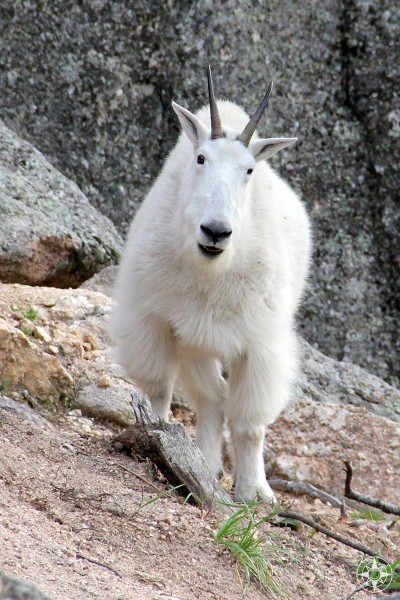 Mountain Goat, Custer State Park, Black Hills, South Dakota