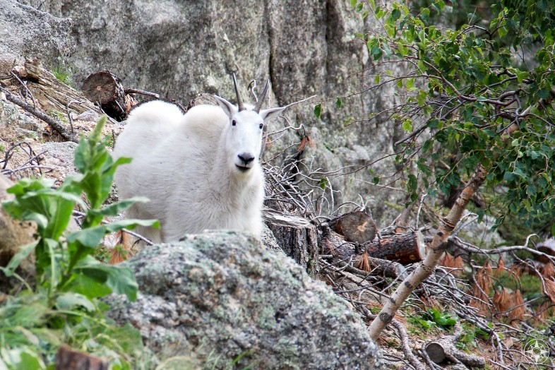 Mountain Goat, Needles Highway, Custer State Park