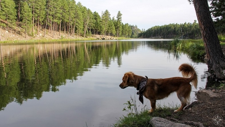 Whiskey dog at lake, Custer State park allows dogs, South Dakota, travel with dog