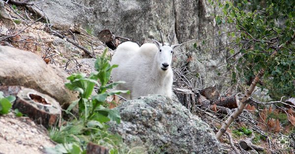 Mountain Goat, Needles Highway, Custer State Park