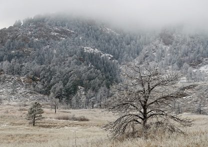 Tree, meadow, and hill covered in frost and fog in Colorado, pic155, frosted and fogged, folded greeting card