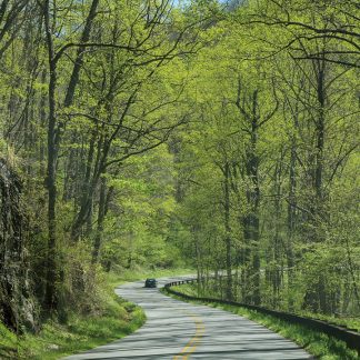 Car on curvy hill road through spring forest, Blue Ridge Mountains, North Carolina, pic158: Blue Ridge road, pic158 vert green Blue Ridge Road, folded greeting card