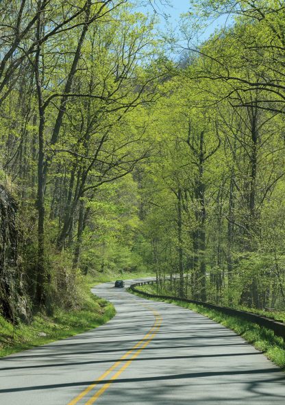 Car on curvy hill road through spring forest, Blue Ridge Mountains, North Carolina, pic158: Blue Ridge road, pic158 vert green Blue Ridge Road, folded greeting card