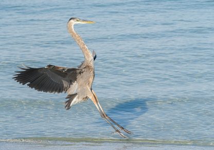 Great Blue Heron landing on the Gulf beach in Florida, pic159: landing heron, folded greeting card, Indian Rocks Beach, Luci Westphal bird photography