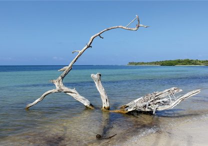 Beached white tree on a Caribbean Sea beach in Sian Kaan, Mexico, pic161: beached tree, folded greeting card, Luci Westphal photography