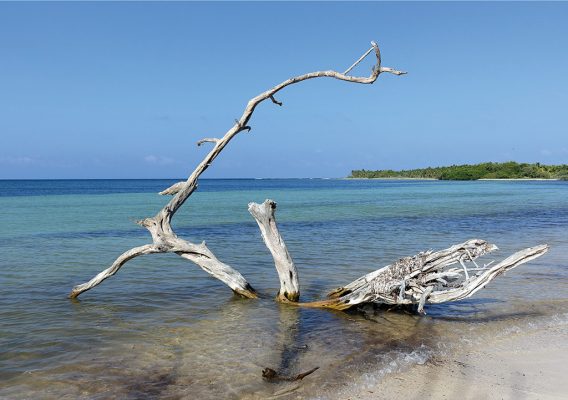 Beached white tree on a Caribbean Sea beach in Sian Kaan, Mexico, pic161: beached tree, folded greeting card, Luci Westphal photography