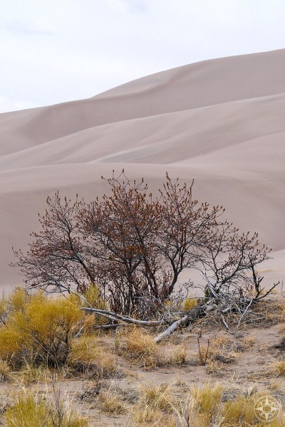 Colorful Colorado: plantlife during offseason, great dunes, happierplace