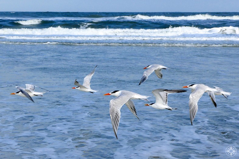 Royal Terns flying over Atlantic Ocean waves in Anastasia State Park outside St. Augustine, Florida. HappierPlace