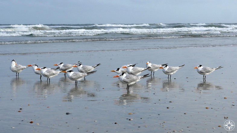 Royal Terns standing on grey Atlantic Beach on Anastasia Island, Florida, HappierPlace