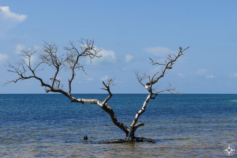 Tree standing in salt water that is not the Wanaka Tree, but a leafless tree in the Florida Keys. 