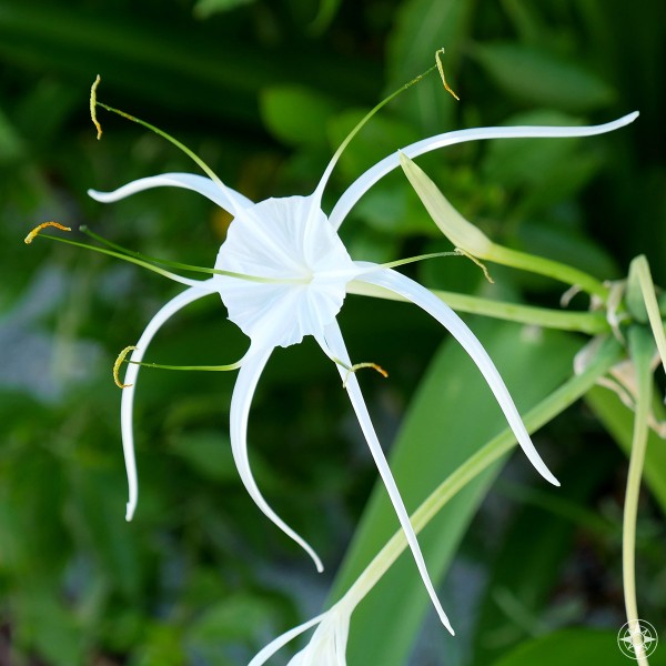 Blooming white Alligator Lily, a spider lily variety found in Bahia Honda State Park, Florida Keys 