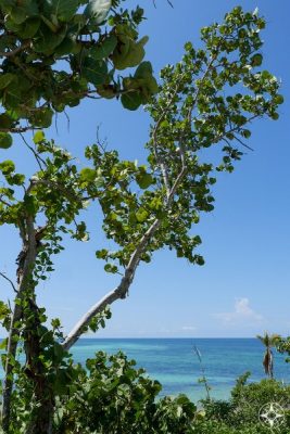 Green trees, blue-green water and blue sky of the Florida Keys. A Happier Place