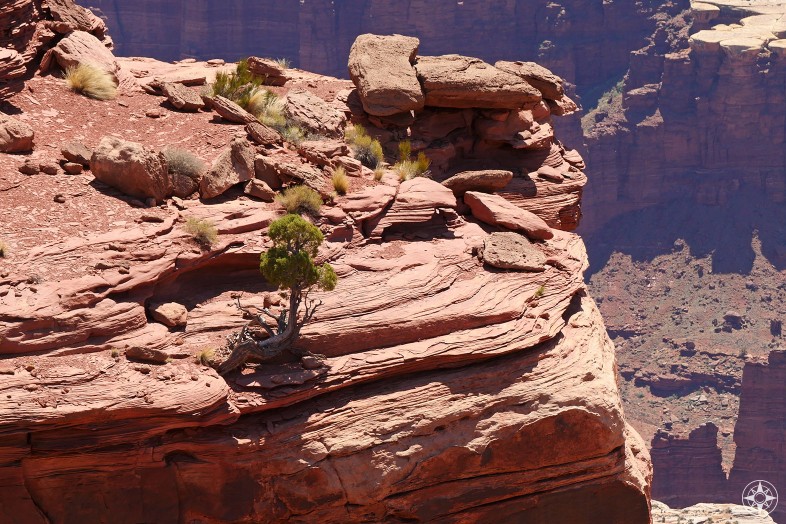 A tree and shrubs hanging on the sandstone cliffs in Canyonlands National Park near Moab, Utah.