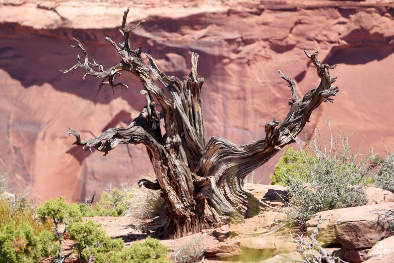 Dead tree in Canyonlands National Park, Utah.