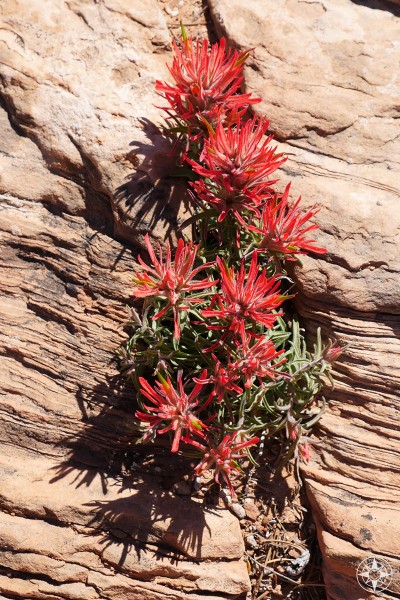 Red blooming wildflower, Indian Paintbrush  blooming between rocks in Utah.